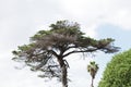 Umbrella-like pine tree with dry leaves and branches silhouetted against blue sky Royalty Free Stock Photo