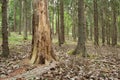 Pine tree in untouched coniferous forest Royalty Free Stock Photo