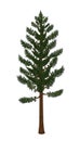 Pine tree