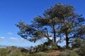 Pine tree with the view of Sandiego Bay, California, USA