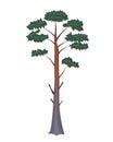 Pine-tree on a white background