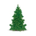 Pine tree