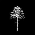 Pine tree. White line drawing Isolated on black Background. Hand drawn vector illustration. Pencil sketch. Royalty Free Stock Photo