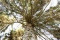 Pine tree with wide green branches. View from bottom up