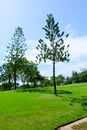 Pine tree in wide green lawns Royalty Free Stock Photo