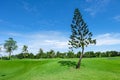 Pine tree in wide green lawns Royalty Free Stock Photo