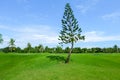 Pine tree in wide green lawns Royalty Free Stock Photo