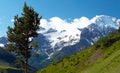 Pine tree at the wild mountain valley