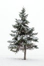 Pine tree in winter Royalty Free Stock Photo