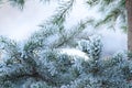 Pine tree in winter closeup Royalty Free Stock Photo