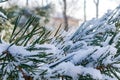 Pine tree in winter, needles in the snow after a snowfall, cold macro, background Royalty Free Stock Photo