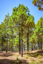 Pine tree wood in El Hierro Island Royalty Free Stock Photo