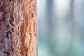 Pine tree wood eroded in wormholes suffers from bark beetle infection Royalty Free Stock Photo