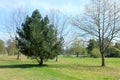 Pine tree in the woodland with the lake in the background Royalty Free Stock Photo