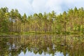 Pine tree woods at the lake Royalty Free Stock Photo