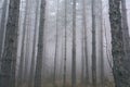 Pine Tree Woods With Mist