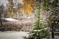 Pine tree in yard, heavy snow Royalty Free Stock Photo