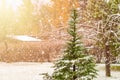 Pine tree in yard, heavy snow Royalty Free Stock Photo