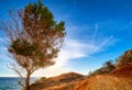 Pine tree on yellow cliff edge over sea against low sun and blue sky. Back-lit tree, sedimentary rocks, beautiful Royalty Free Stock Photo