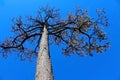 Pine tree in Yosemite National Park Royalty Free Stock Photo