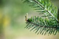 Pine tree. Young pine branches close up Royalty Free Stock Photo