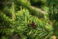 Pine tree. Young pine branches close up Royalty Free Stock Photo
