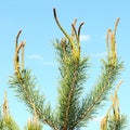 Pine tree young branches Royalty Free Stock Photo