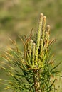 Pine tree young branches Royalty Free Stock Photo