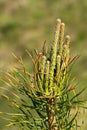 Pine tree young branches