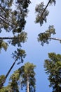 Pine trees Royalty Free Stock Photo