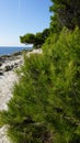 Pine trees on Adriatic Coastline near Pula, Croatia Royalty Free Stock Photo