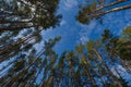 Pine trees against the blue sky, morning pine forest Royalty Free Stock Photo