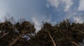 Pine trees against the blue sky nature scene Royalty Free Stock Photo