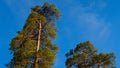 Pine trees against the blue summer sky Royalty Free Stock Photo