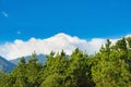 Pine trees against clear blue sky and white cloud in mountainous region Royalty Free Stock Photo