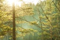 Pine trees against the setting sun. Sun rays breaking through the branches of trees in the misty forest. Morning in the woods. Royalty Free Stock Photo