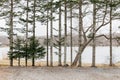 Pine trees along the lake near Shiraoi Ainu Village Museum in Hokkaido, Japan Royalty Free Stock Photo