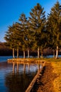 Pine trees along Pinchot Lake in Gifford Pinchot State Park Royalty Free Stock Photo