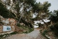 Pine trees in Antibes, Graillon, France, French Riviera Mediterranean vegetation