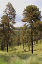 Pine trees of the popocatepetl national park, mexico I