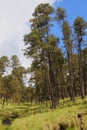 Pine trees of the popocatepetl national park, mexico II