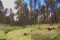 Pine trees of the popocatepetl national park, mexico III