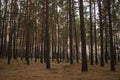 Pine trees in the autumn forest. Fall evening in brown colors Royalty Free Stock Photo