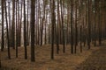 Pine trees in the autumn forest. Fall evening in brown colors Royalty Free Stock Photo