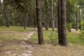 Pine trees in the autumn forest. Fall evening in brown colors Royalty Free Stock Photo