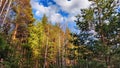 Pine trees and a beautiful blue sky with clouds. Tree tops against a background of blue sky and white clouds on a sunny Royalty Free Stock Photo