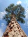 pine trees from below with blue sky