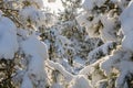 Pine trees bent under weight of snow Royalty Free Stock Photo
