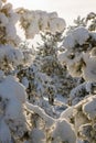 Pine trees bent under weight of snow Royalty Free Stock Photo