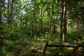 Pine trees. Birch Grove. Green grass. Forest. The rays of the sun make their way through Royalty Free Stock Photo